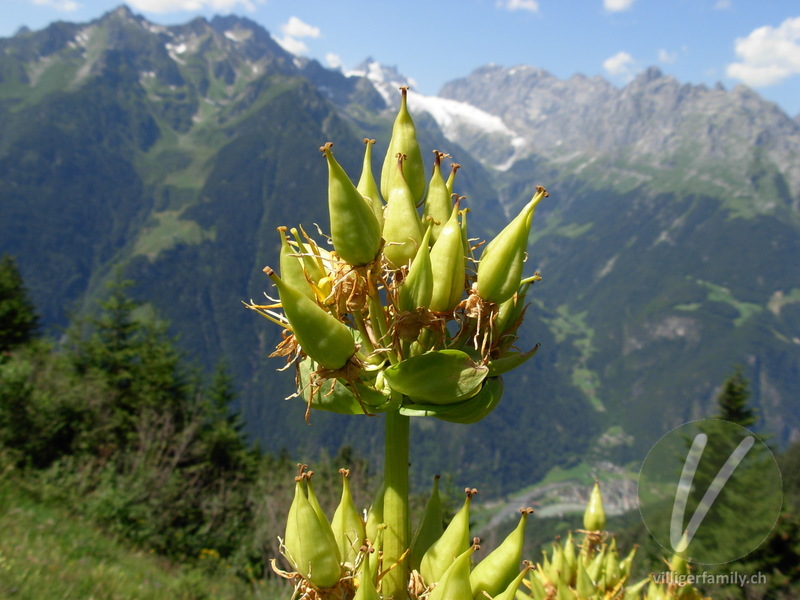 Gelber Enzian: Früchte