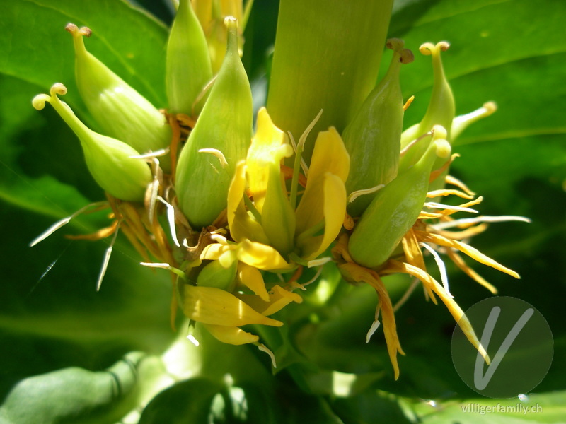 Gelber Enzian: Blüten, Früchte