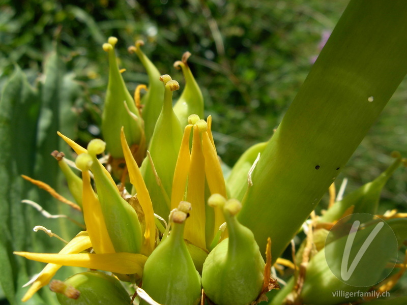 Gelber Enzian: Blüten, Früchte