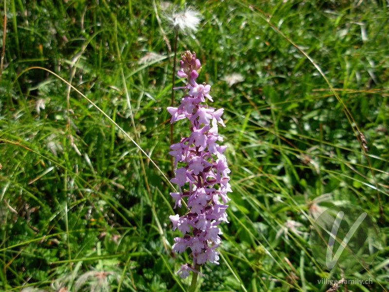 Langspornige Handwurz: Blüten