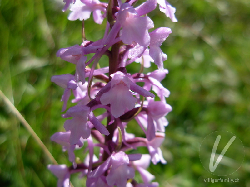 Langspornige Handwurz: Blüten