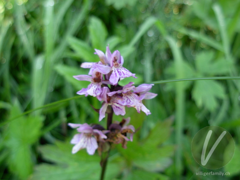 Fuchs' Geflecktes Knabenkraut: Blüten