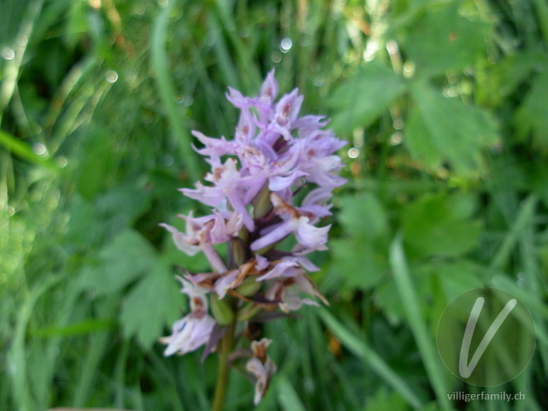 Fuchs' Geflecktes Knabenkraut: Blüten