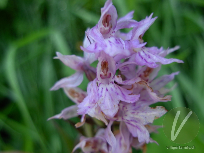 Fuchs' Geflecktes Knabenkraut: Blüten