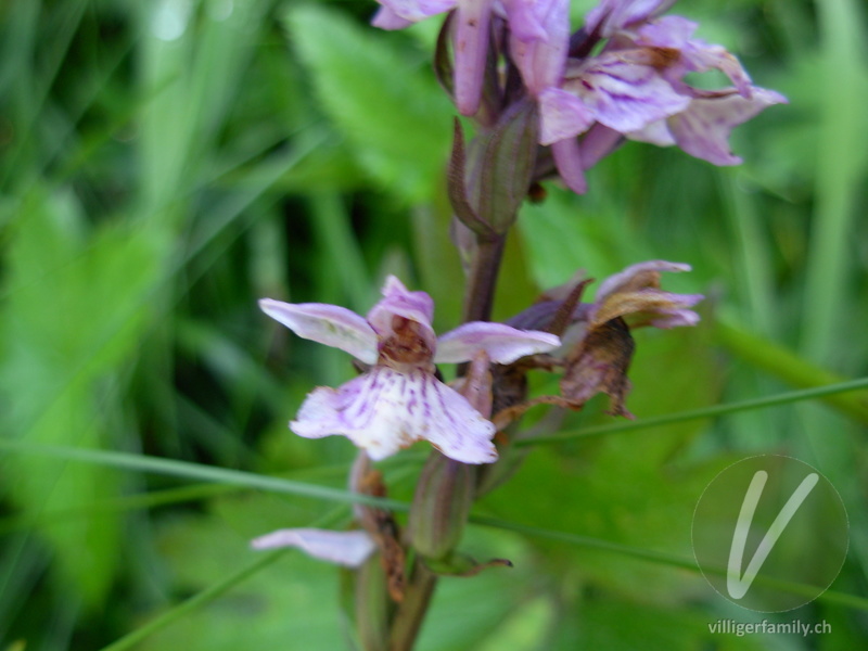 Fuchs' Geflecktes Knabenkraut: Blüten