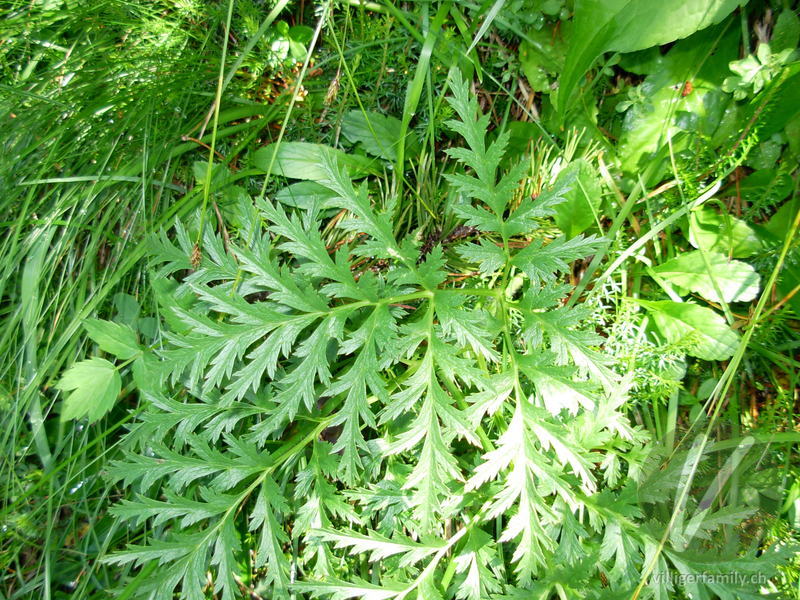 Weisse Alpen-Anemone: Blätter