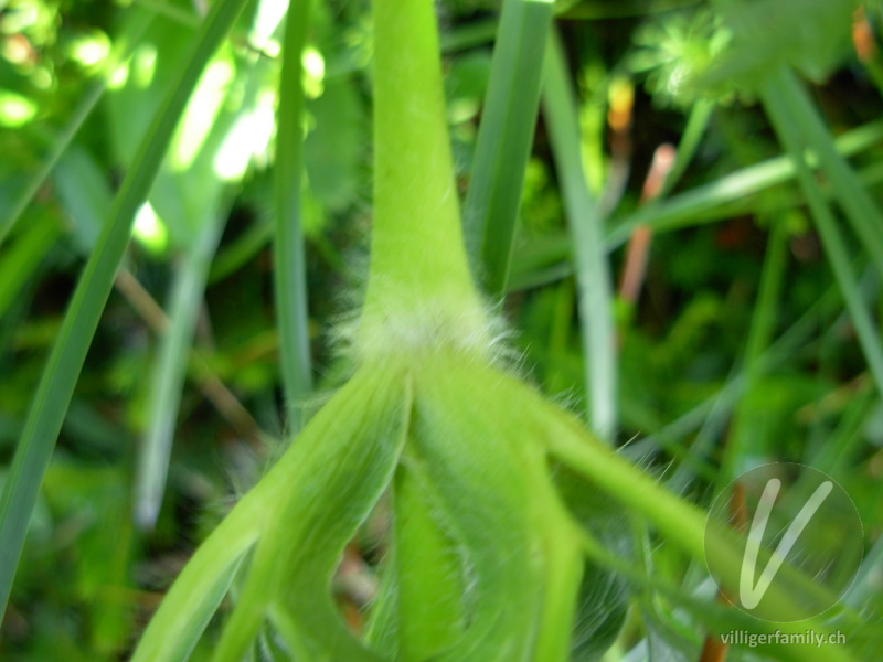 Weisse Alpen-Anemone: Stengel