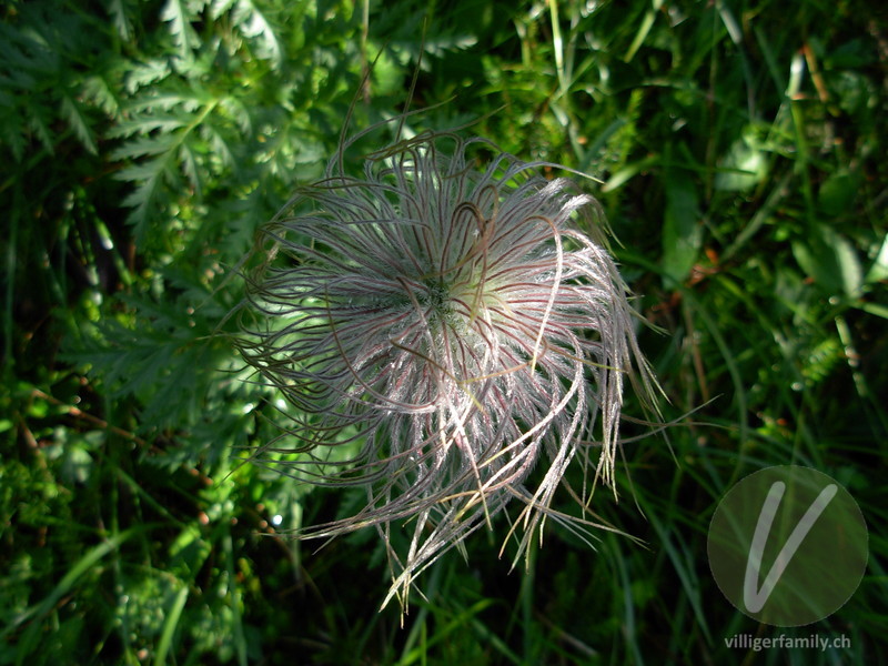 Weisse Alpen-Anemone: Früchte