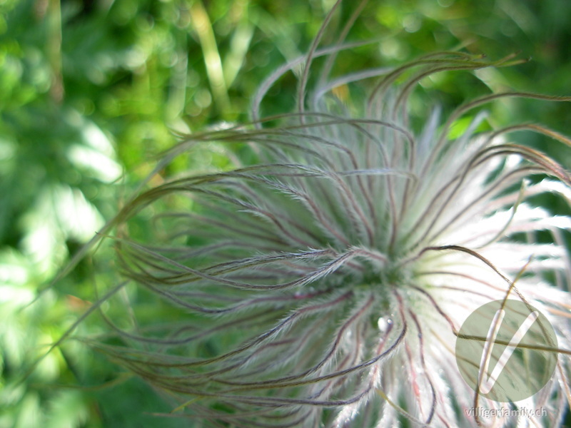 Weisse Alpen-Anemone: Früchte