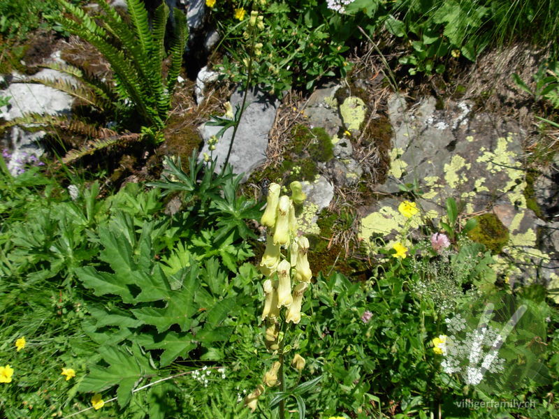 Platanenblättriger Gelb-Eisenhut: Blüten, Gesamtbild