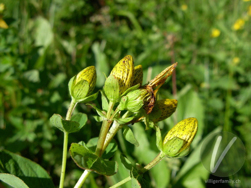 Gewöhnliches Geflecktes Johanniskraut: Blüten