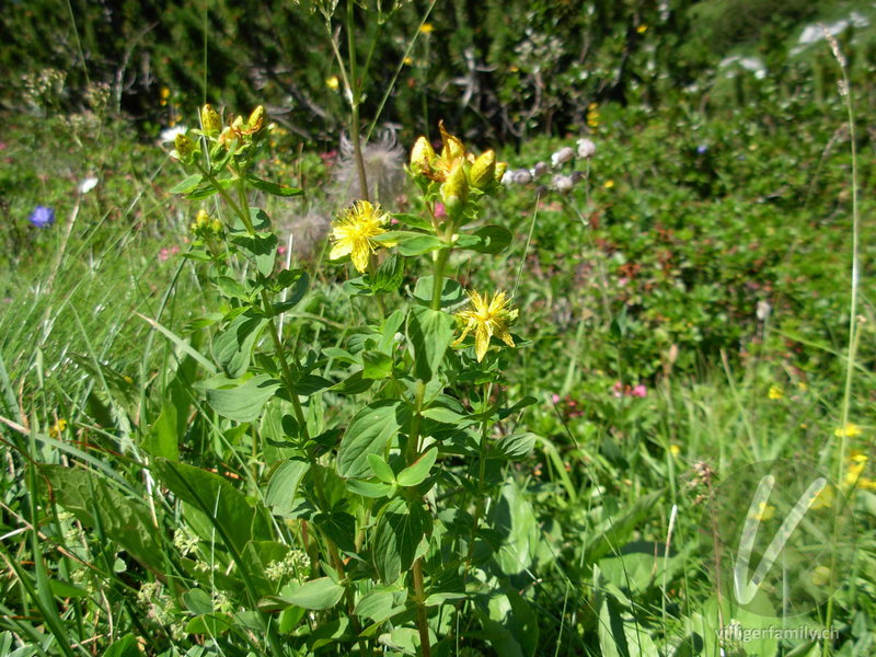 Gewöhnliches Geflecktes Johanniskraut: Blüten, Gesamtbild