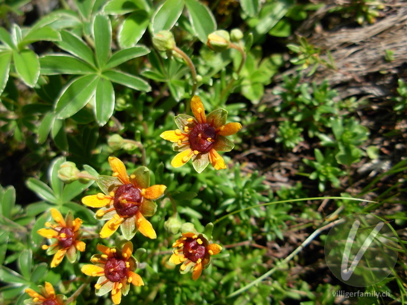 Bach-Steinbrech: Blüten