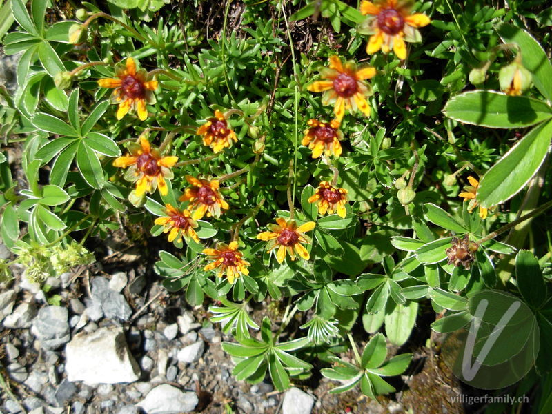 Bach-Steinbrech: Blüten, Gesamtbild