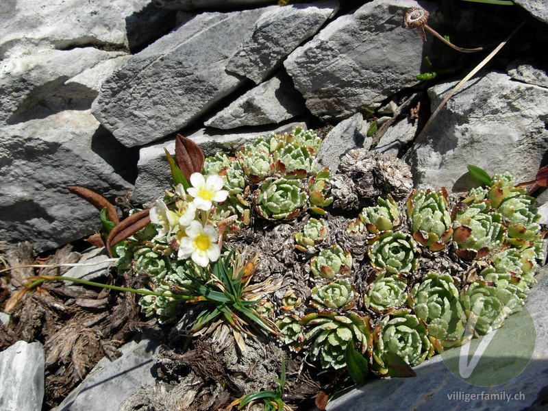 Trauben-Steinbrech: Blätter, Gesamtbild, Blüten