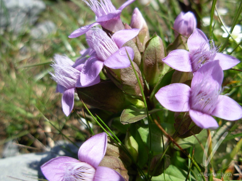 Feld-Enzian: Blüten, Blätter