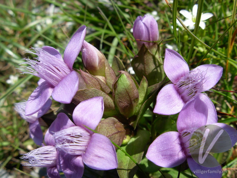 Feld-Enzian: Blüten