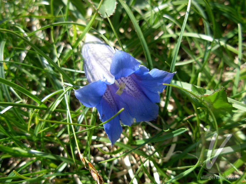 Kalk-Glocken-Enzian: Blüten