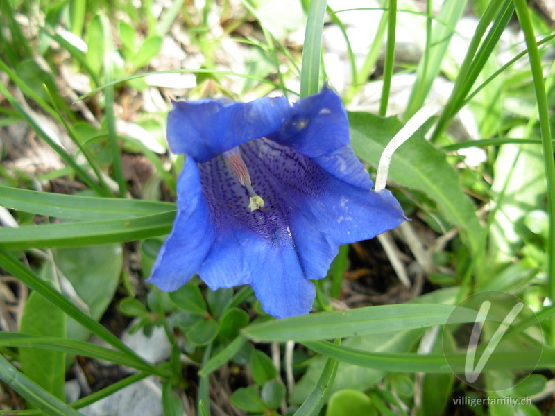 Kalk-Glocken-Enzian: Blüten