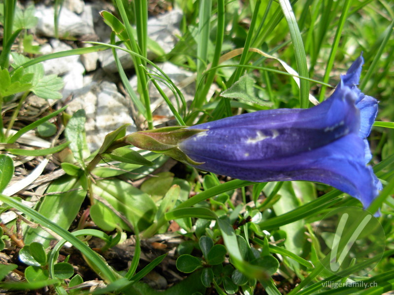 Kalk-Glocken-Enzian: Blüten