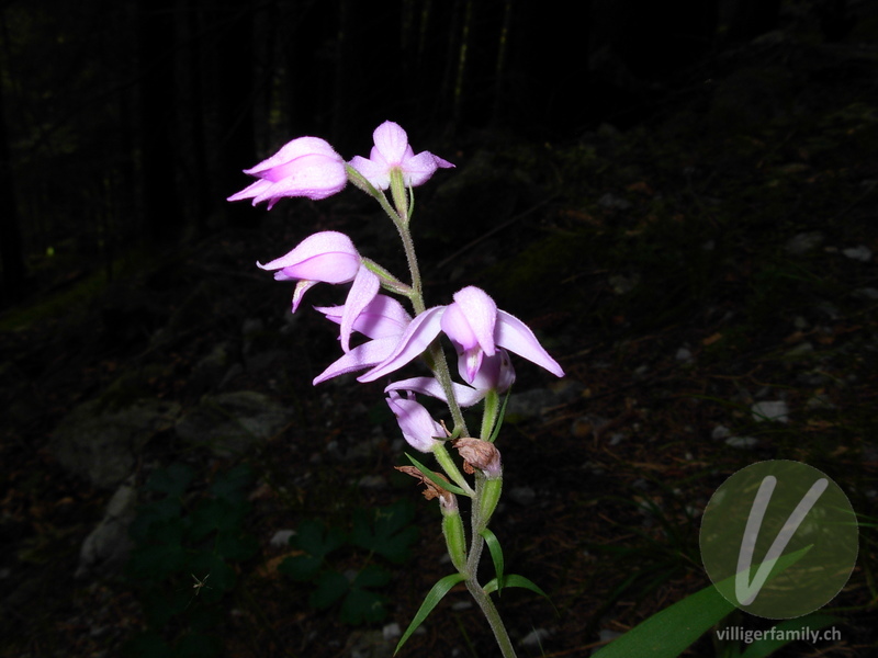 Rotes Waldvögelein: Blüten