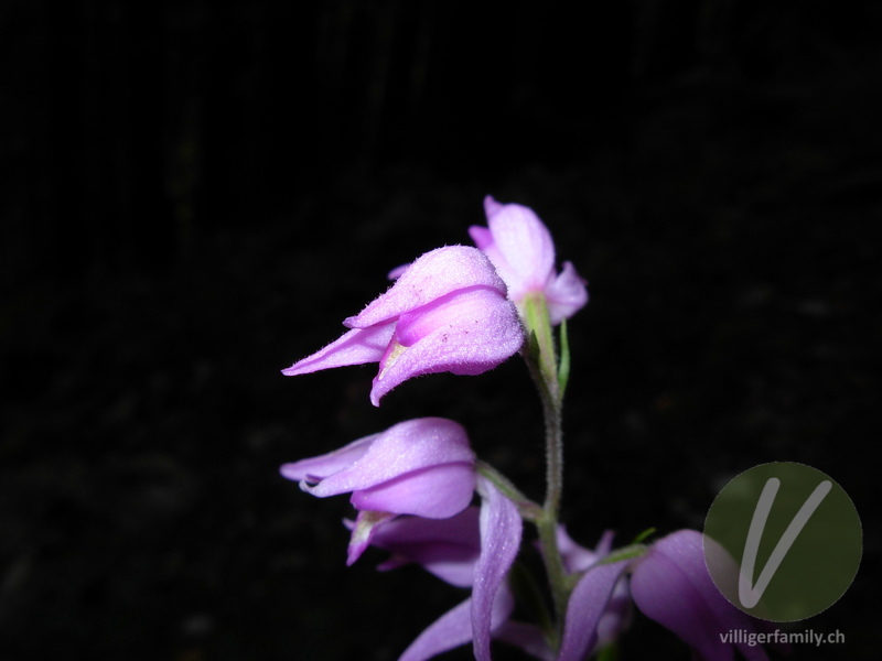 Rotes Waldvögelein: Blüten