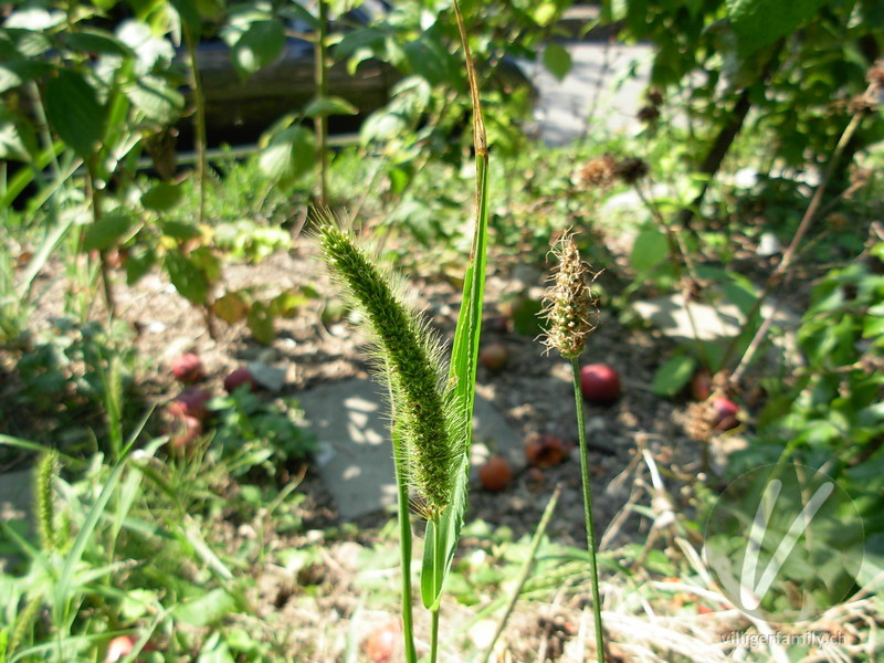 Grüne Borstenhirse: Blüten