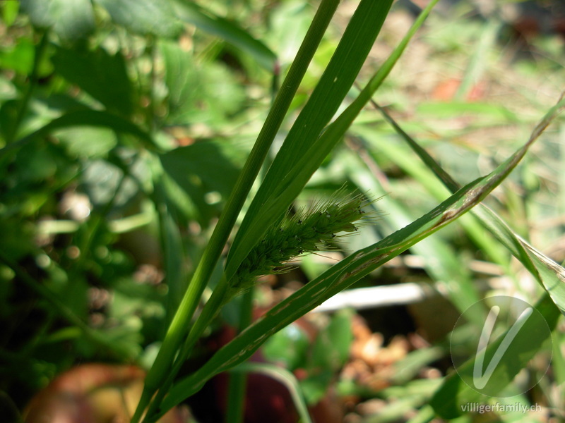 Grüne Borstenhirse: Blüten