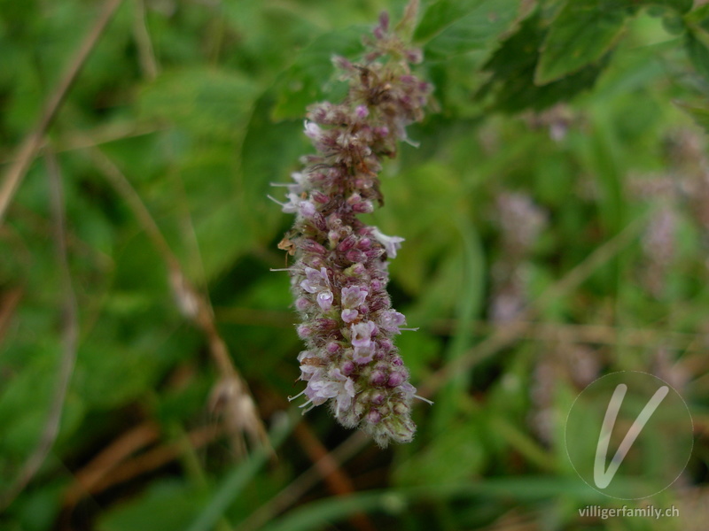 Ross-Minze: Stengel, Blüten