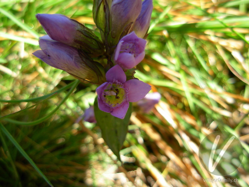 Reichästiger Enzian: Blüten