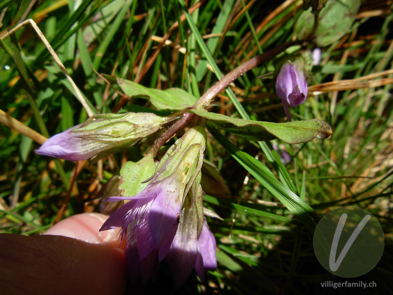 Reichästiger Enzian: Blüten