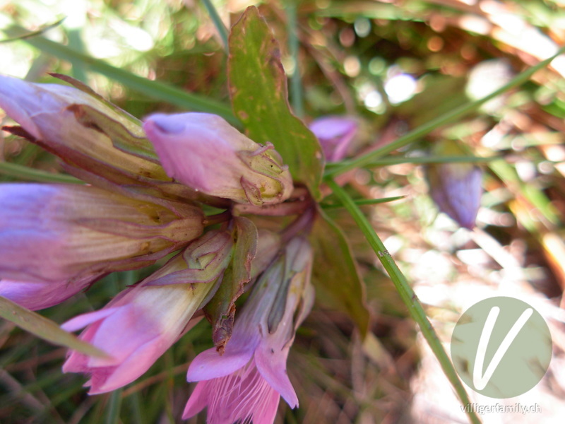 Reichästiger Enzian: Blüten