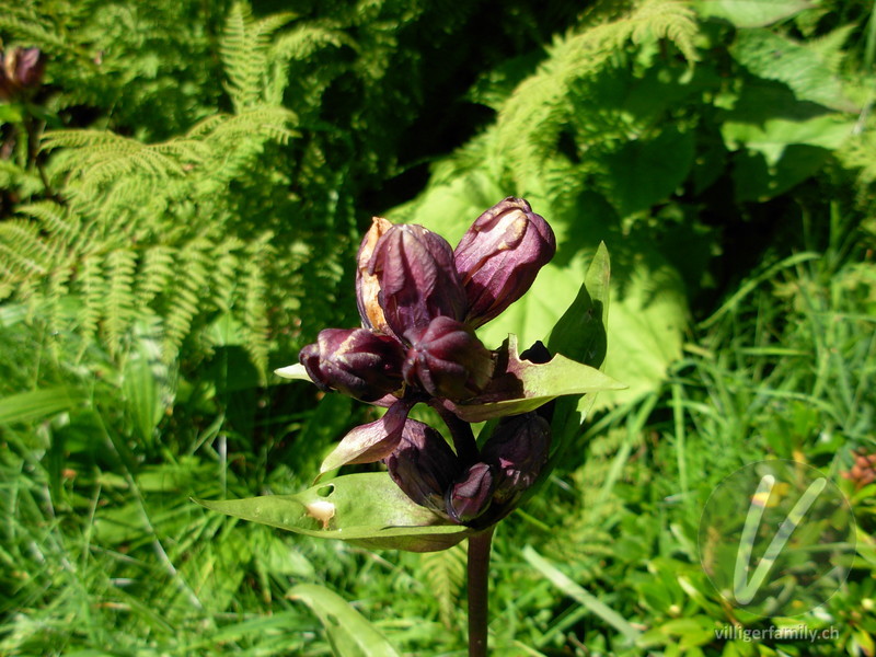 Purpur-Enzian: Blüten