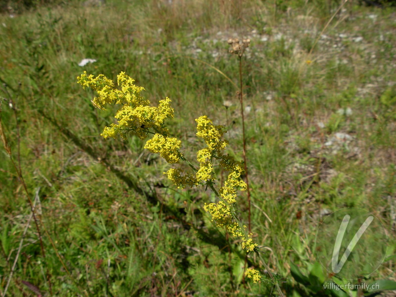 Gewöhnliches Labkraut: Blüten, Gesamtbild