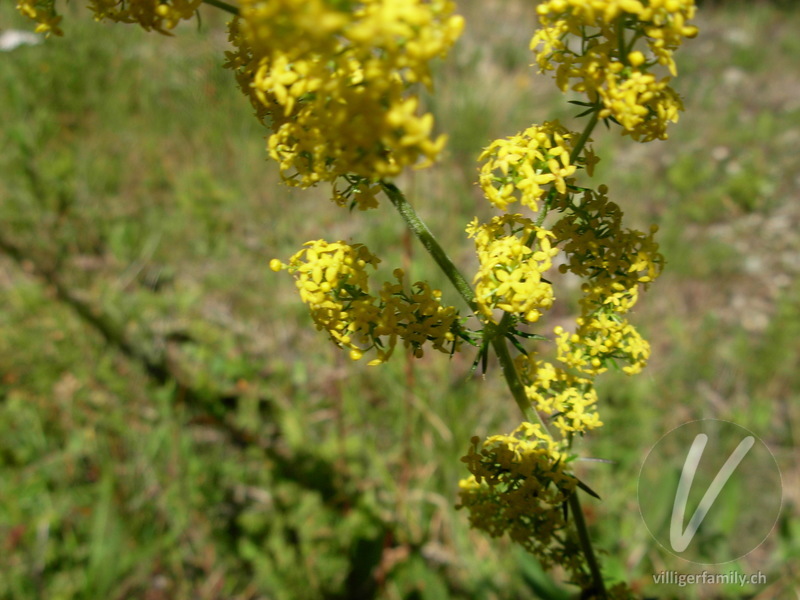 Gewöhnliches Labkraut: Blüten