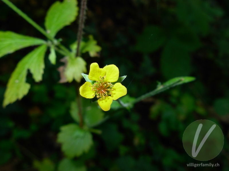 Echte Nelkenwurz: Blüten