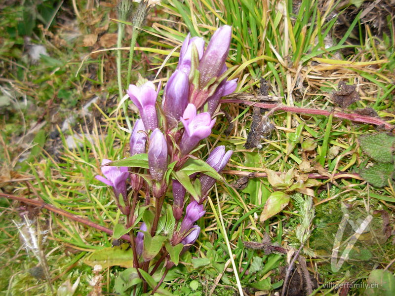 Deutscher Enzian: Blüten, Gesamtbild