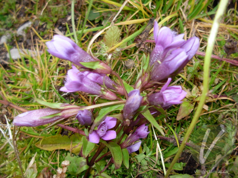 Deutscher Enzian: Blüten, Gesamtbild