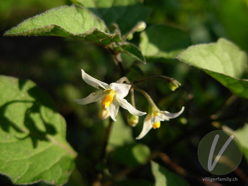 Schwarzer Nachtschatten: Blüten