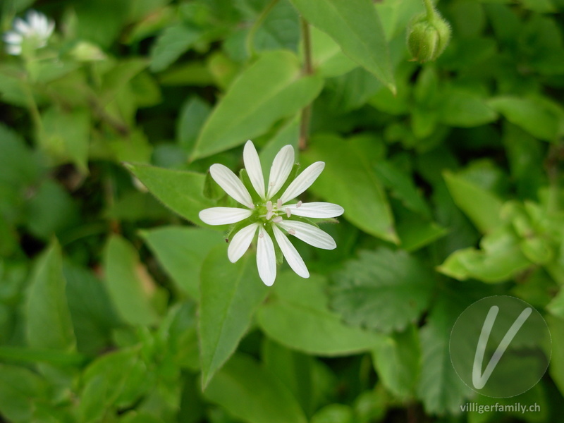 Gewöhnliche Hain-Sternmiere: Blüten