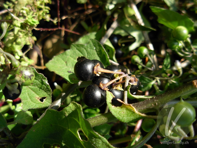 Schwarzer Nachtschatten: Früchte