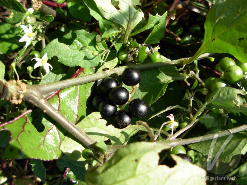 Schwarzer Nachtschatten: Früchte