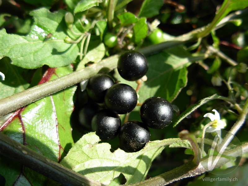 Schwarzer Nachtschatten: Früchte