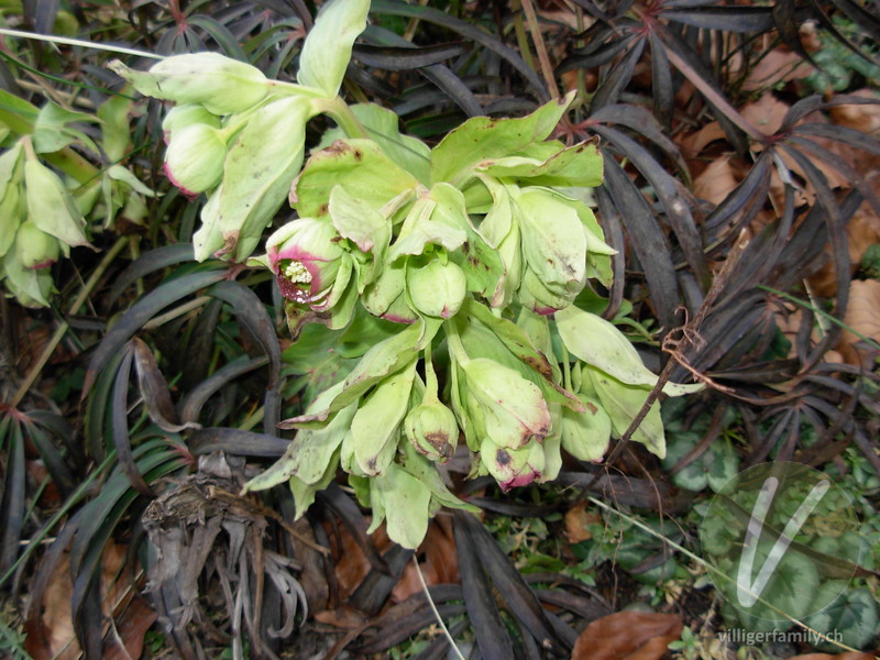 Stinkende Nieswurz: Blüten, Gesamtbild