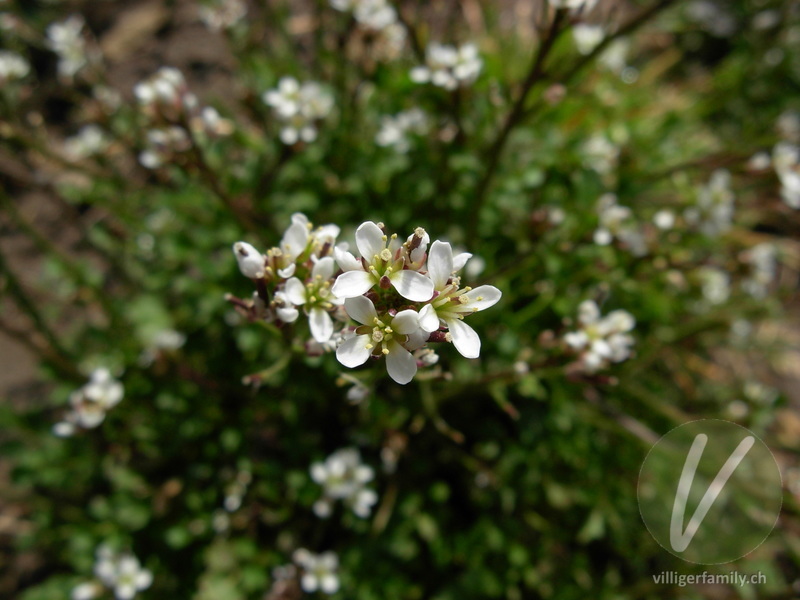 Vielstengeliges Schaumkraut: Blüten