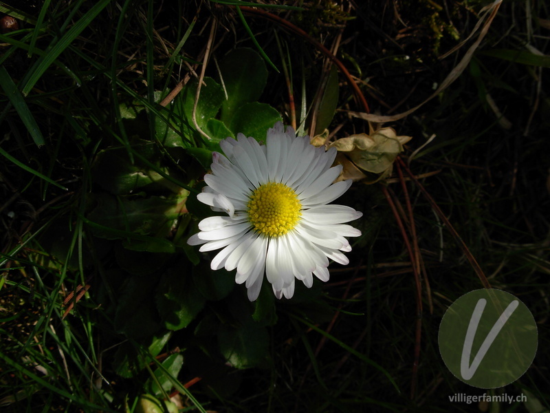 Massliebchen: Blüten