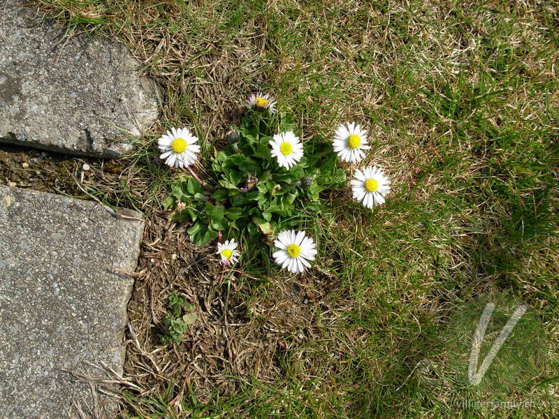 Massliebchen: Blüten, Gesamtbild