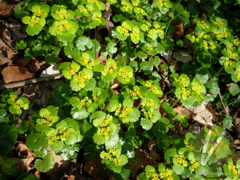 Wechselblättriges Milzkraut: Blüten, Blätter