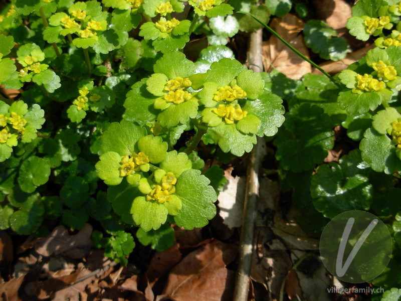 Wechselblättriges Milzkraut: Blüten, Blätter