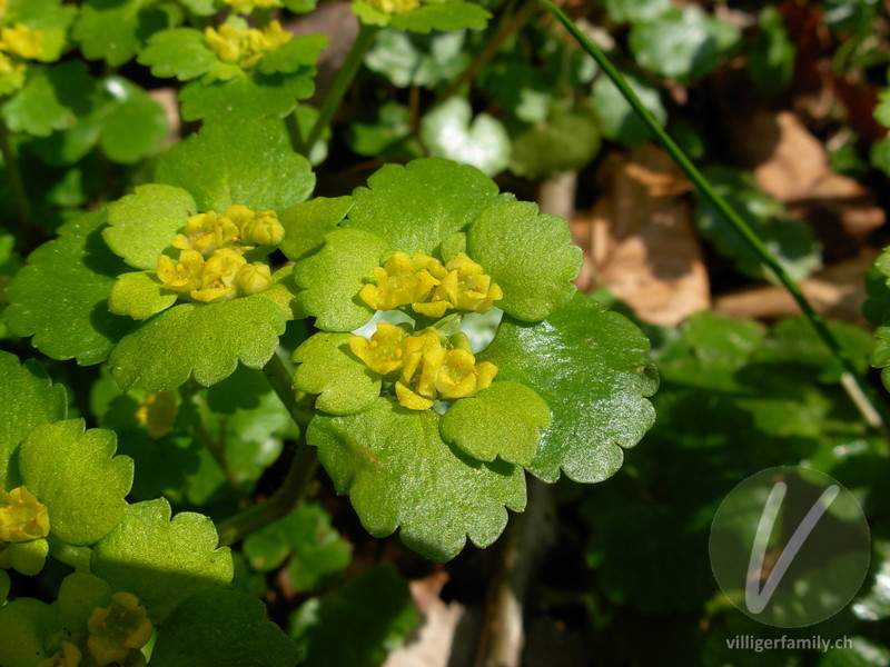 Wechselblättriges Milzkraut: Blüten, Blätter